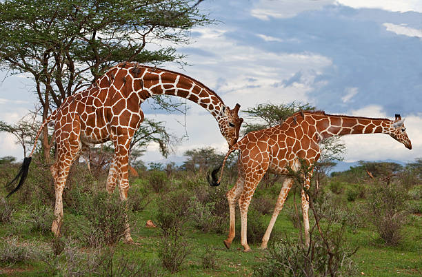 Giraffes In Samburu